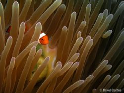 Clown fish. What I like from this photo is the anemone mo... by Mikel Cortes 